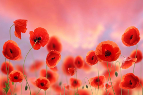 Красные маки