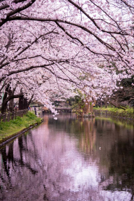 Цветущая сакура