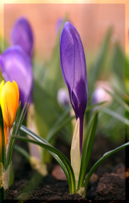 Крокусы