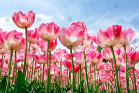 Поле тюльпанов