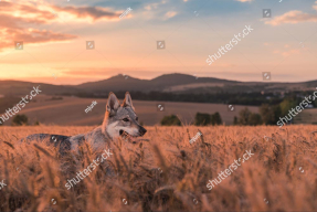 Волк в поле