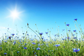 Полевые цветы