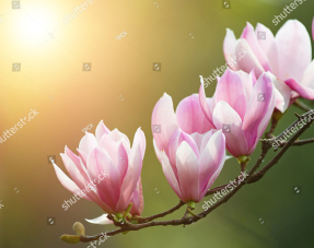 Веточка магнолии