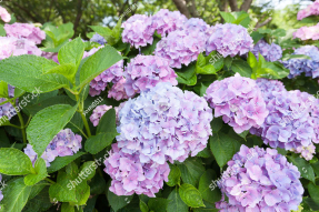 Куст гортензии