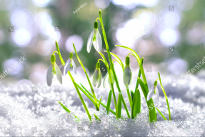 Первые подснежники