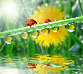 Божьи коровки на травинке