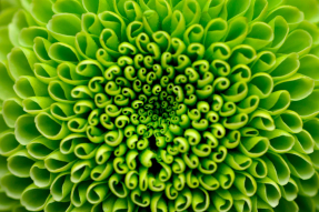 Зеленый цветок