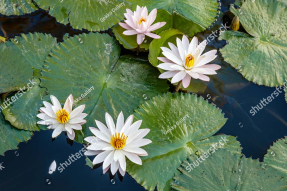 Водяные лилии