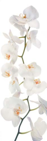 Белые орхидеи