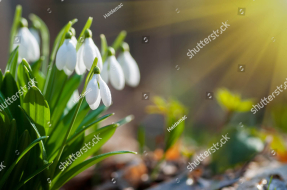 Лесные подснежники