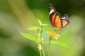 Бабочка на цветке