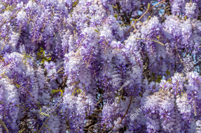 Глицинии в саду