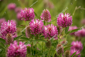 Клевер в цвету