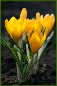 Первые крокусы