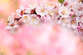 Ветка сакуры