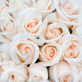 Кремовые розы