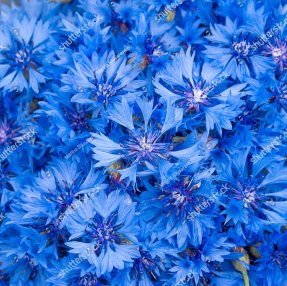 Фон из васильков