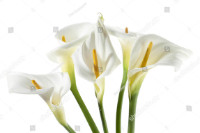 Белые каллы