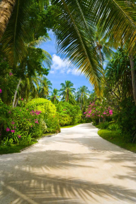 Дорога с цветами