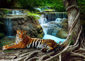 Картини Тигр біля дерева