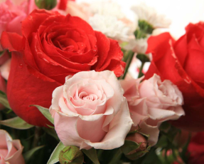 Букет роз