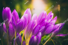 Крокусы в зелени