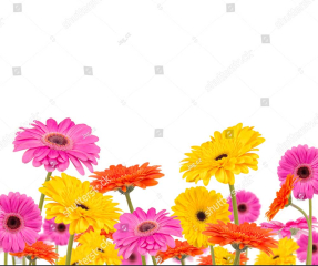 Разноцветные герберы