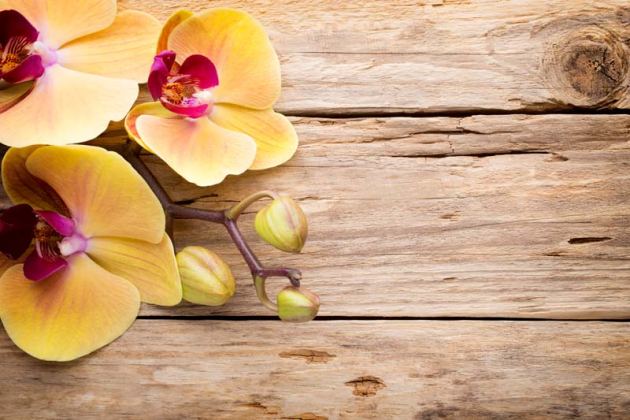 Орхидеи на деревянной доске
