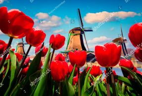 Город цветов