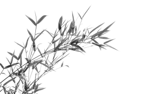 Бамбуковые листья