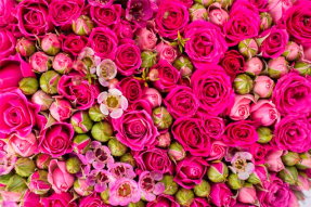 Розовые розы
