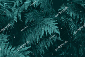 Листья папоротника