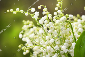 Весенние ландыши