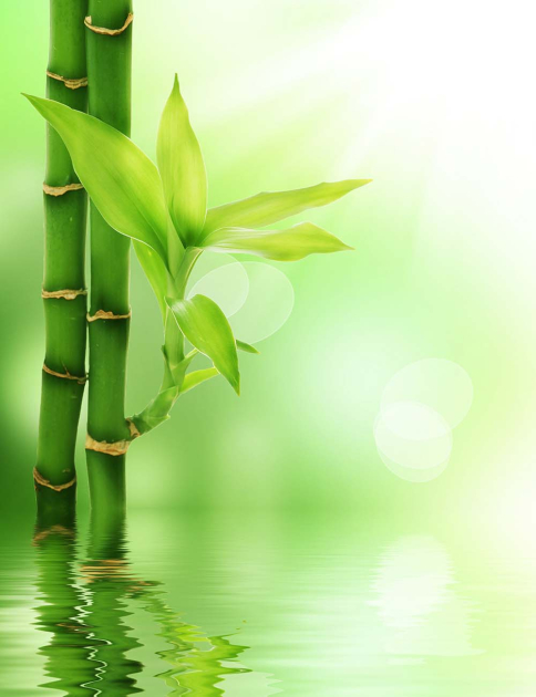 Бамбук над водою