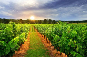 Виноградники