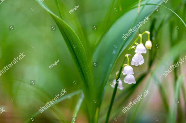 Ландыши в зелени