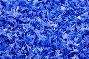 Васильковый фон