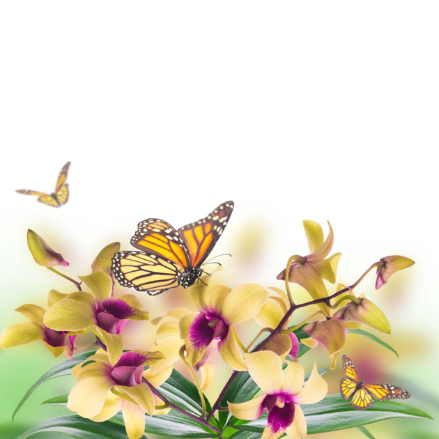Метелик і жовті орхідеї