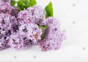 Ветка сирени