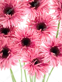 Розовые герберы