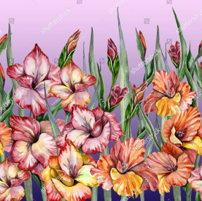 Гладиолусы