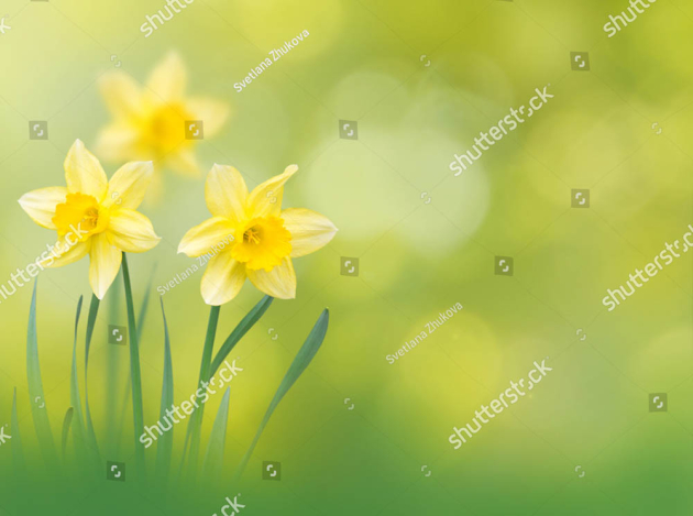 Нарциссы весной