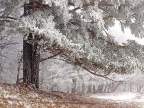 Картины Дерево в снегу