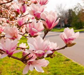 Ветка магнолии