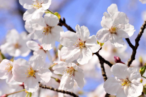 Цветы сакуры