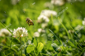 Белый клевер