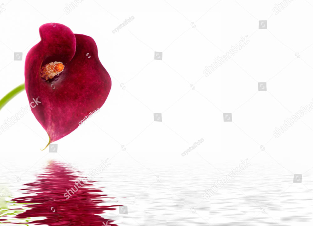 Каллы над водой