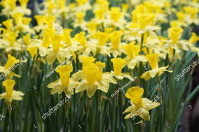 Нарциссы