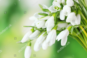 Подснежники