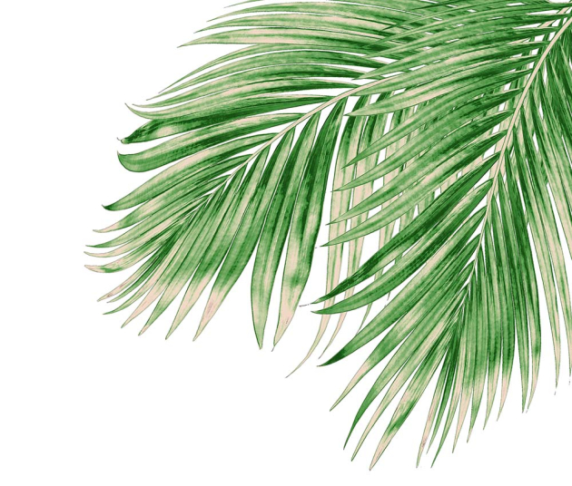 Пальмовые листья